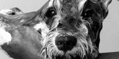 1. 1080x1080_FB_HOW OFTEN SHOULD I WASH MY DOG_1 WK 3 1. 1080x1080_FB_HOW OFTEN SHOULD I WASH MY DOG_1 WK 3