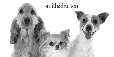 311815865_525890079547308_5662735569336816088_n Puis je laver mon chien avec un shampoing pour bébé?